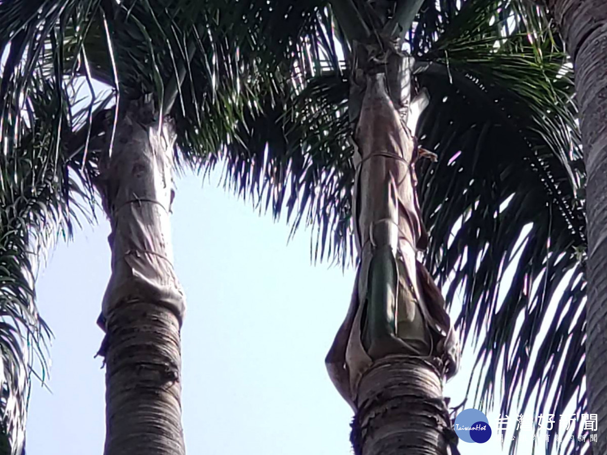 多位台中市民代關心椰子樹落葉傷到隔鄰霧峰國小學童及行人的安全。