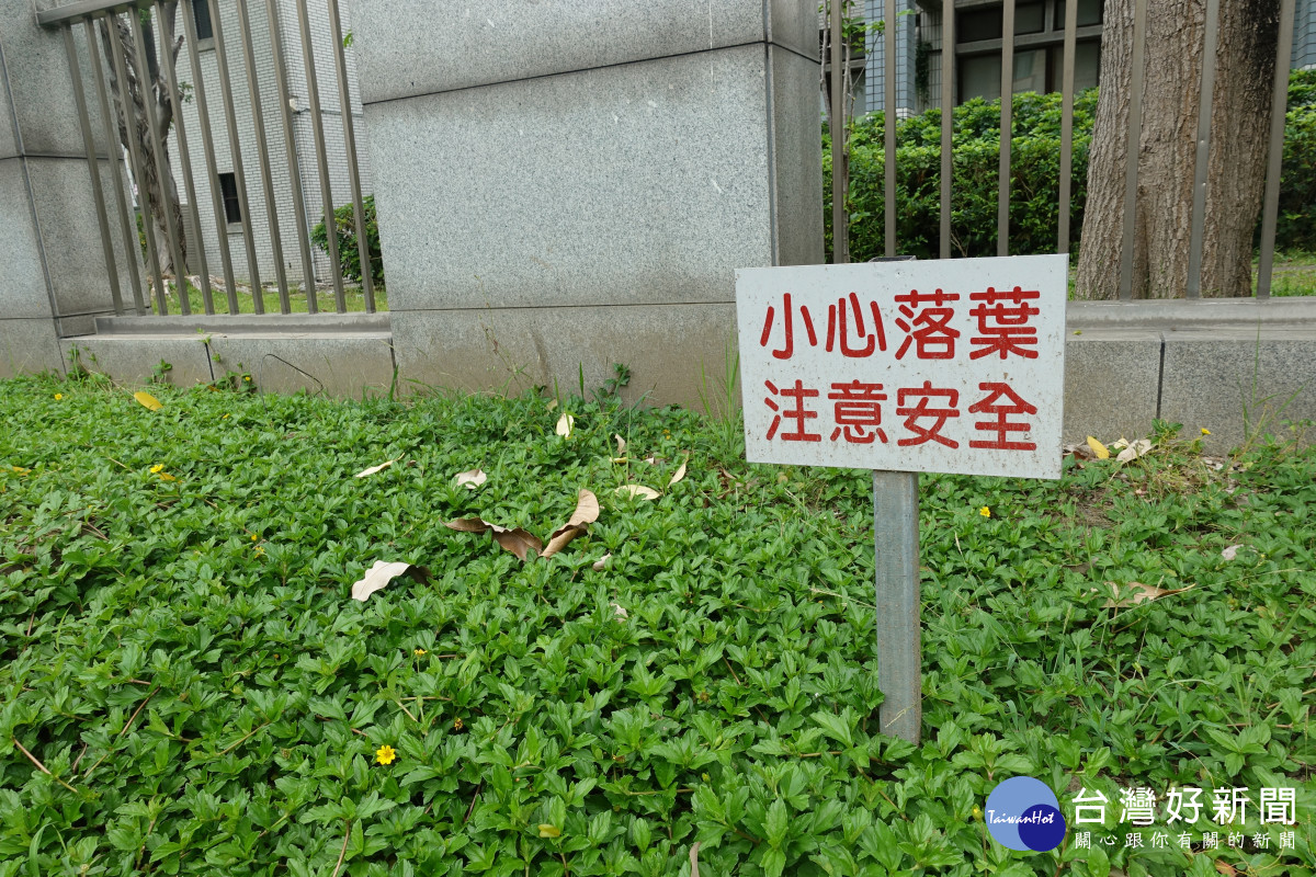 多位台中市民代關心椰子樹落葉傷到隔鄰霧峰國小學童及行人的安全。