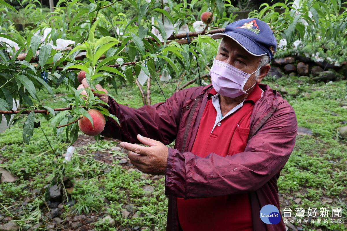 信義鄉地利村農友用心栽培的紅玉甜桃，是相當有發展潛力的果樹作物。