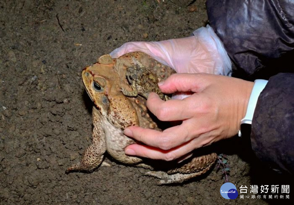 海蟾蜍列為有害入侵種，飼養者6月14日前須登記備查。