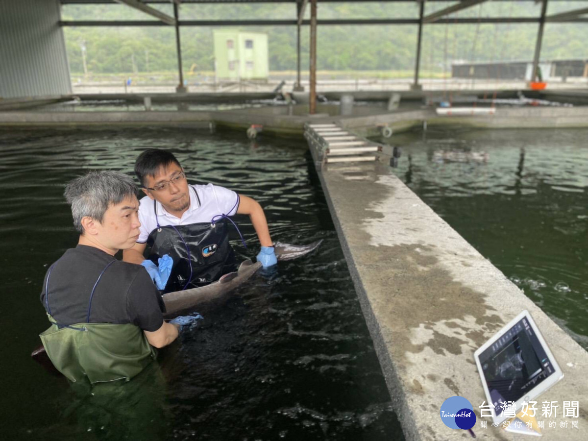 魚場工作人員幫鱘龍魚植晶片、檢查晶片／世新大學提供