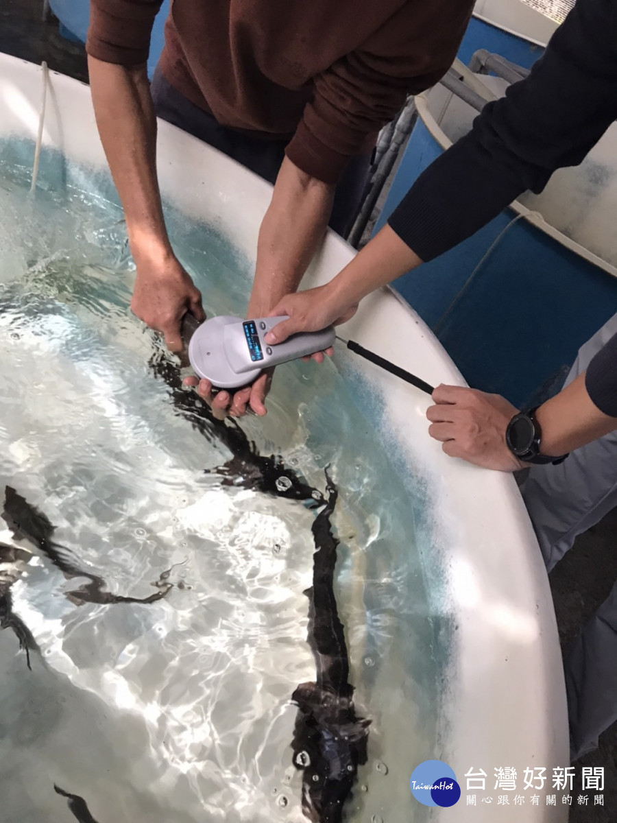 魚場工作人員幫鱘龍魚植晶片、檢查晶片／世新大學提供