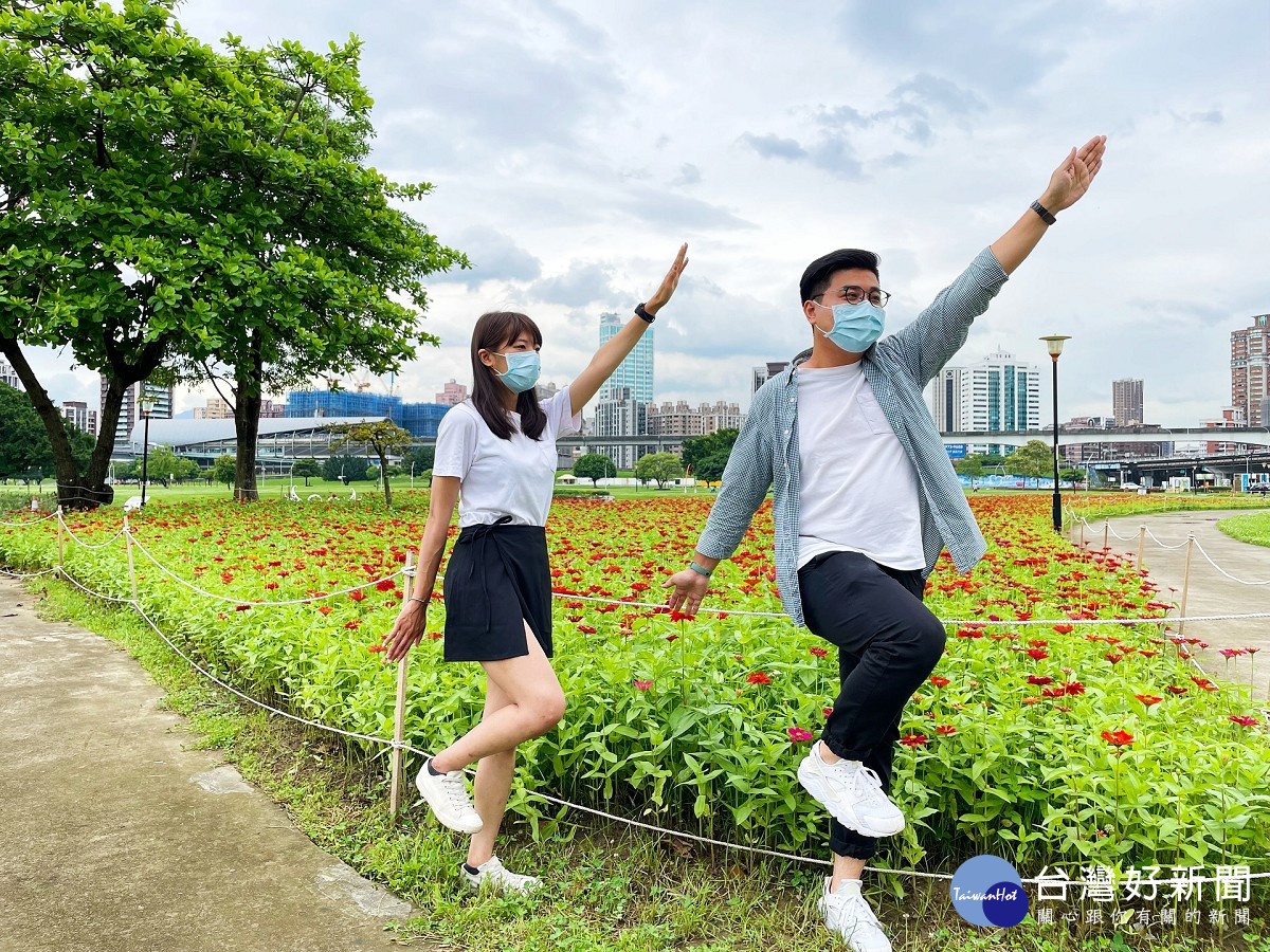 百日草花綻放新北大都會公園華麗登場 台灣好新聞taiwanhot
