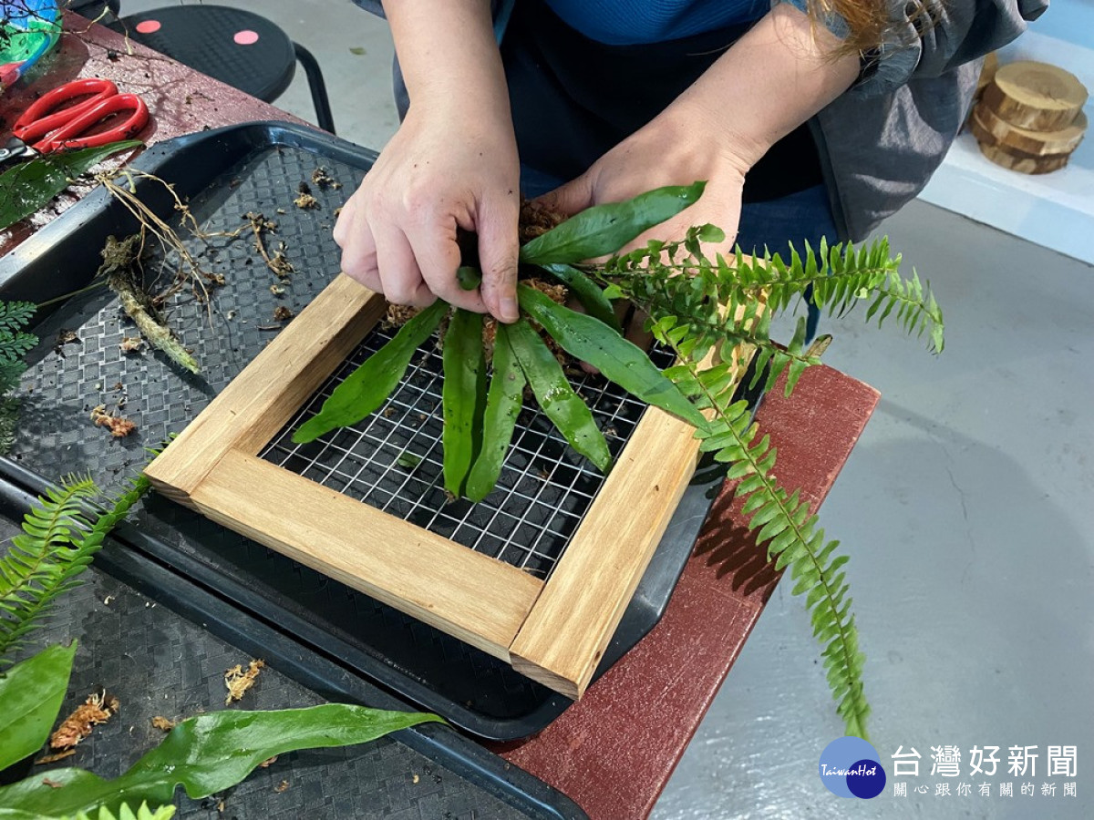 採集自集集大山的蕨類上板DIY，將集集大山的山林美景帶回家作紀念。(圖/記者賴淑禎攝)