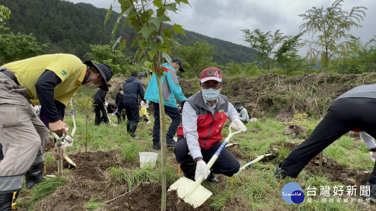 武陵農場提供廢耕地11.27公頃，由慈心基金會團隊進行植樹造林。