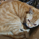 民眾通報其所飼養橘色虎斑貓被男友棄養在瑞芳區猴硐貓村，
