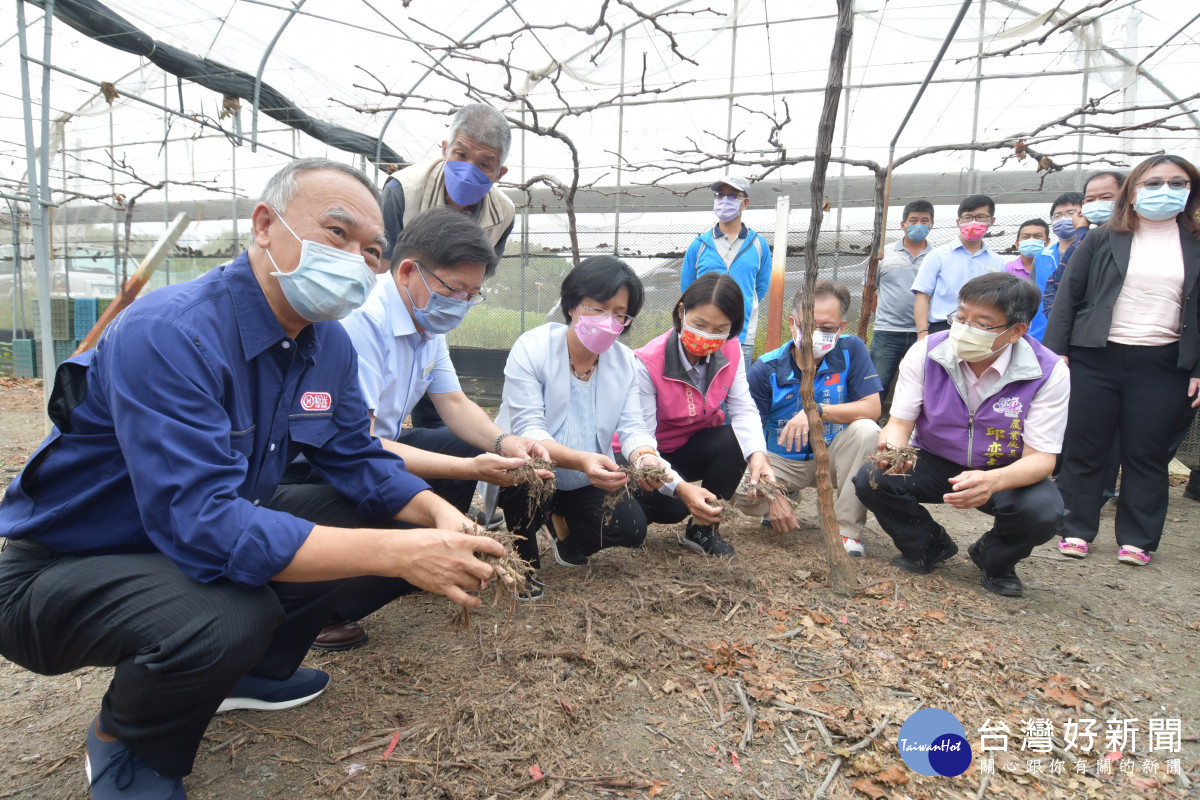 彰化縣長王惠美參加葡萄藤專用長效木質分解液試用推廣。圖／彰化縣政府提供