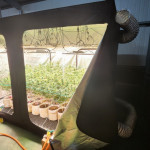 檢警在彰化田尾透天厝頂加鐵皮屋，查獲大規模大麻栽植場。