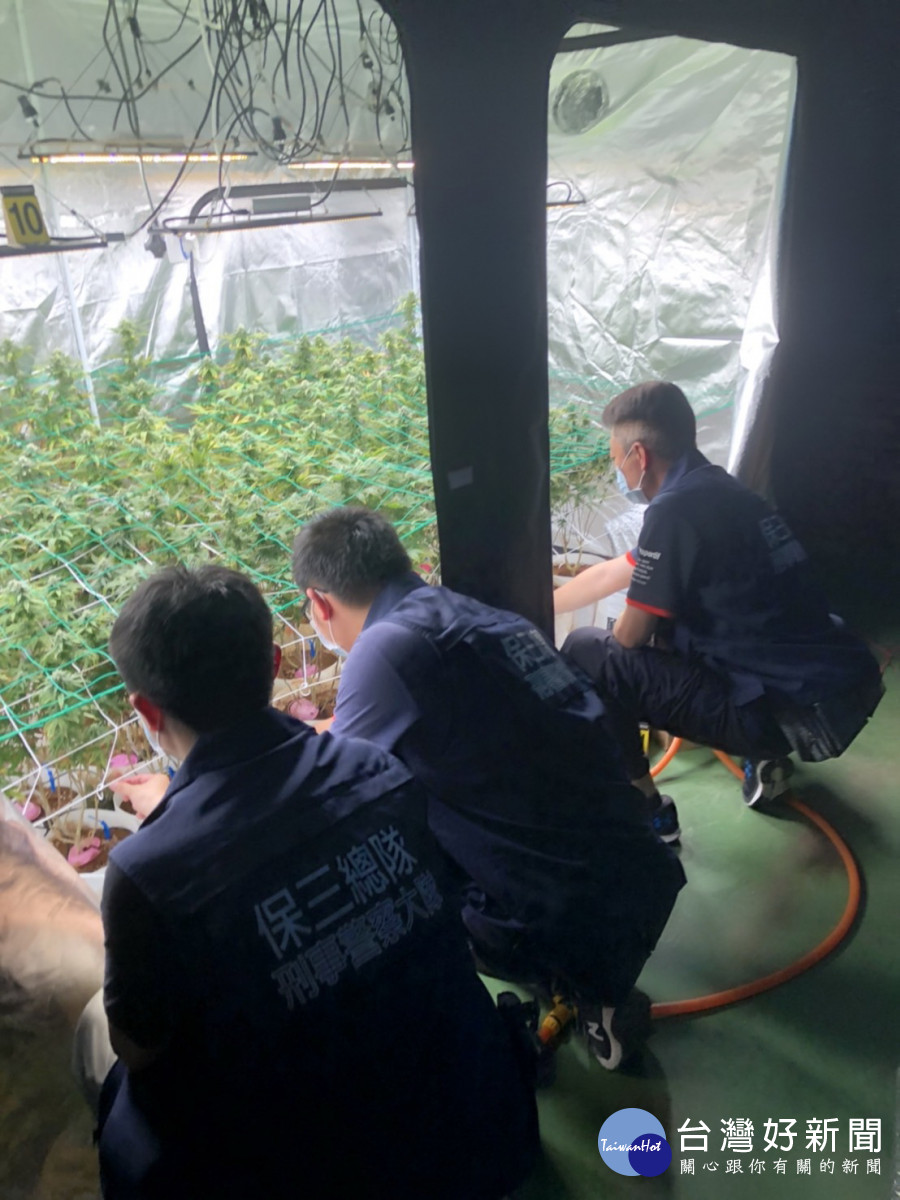 專案小組前往彰化田尾陳男住處搜索，查獲大麻植株178株、乾燥大麻花毛重963公克及栽種設備等。