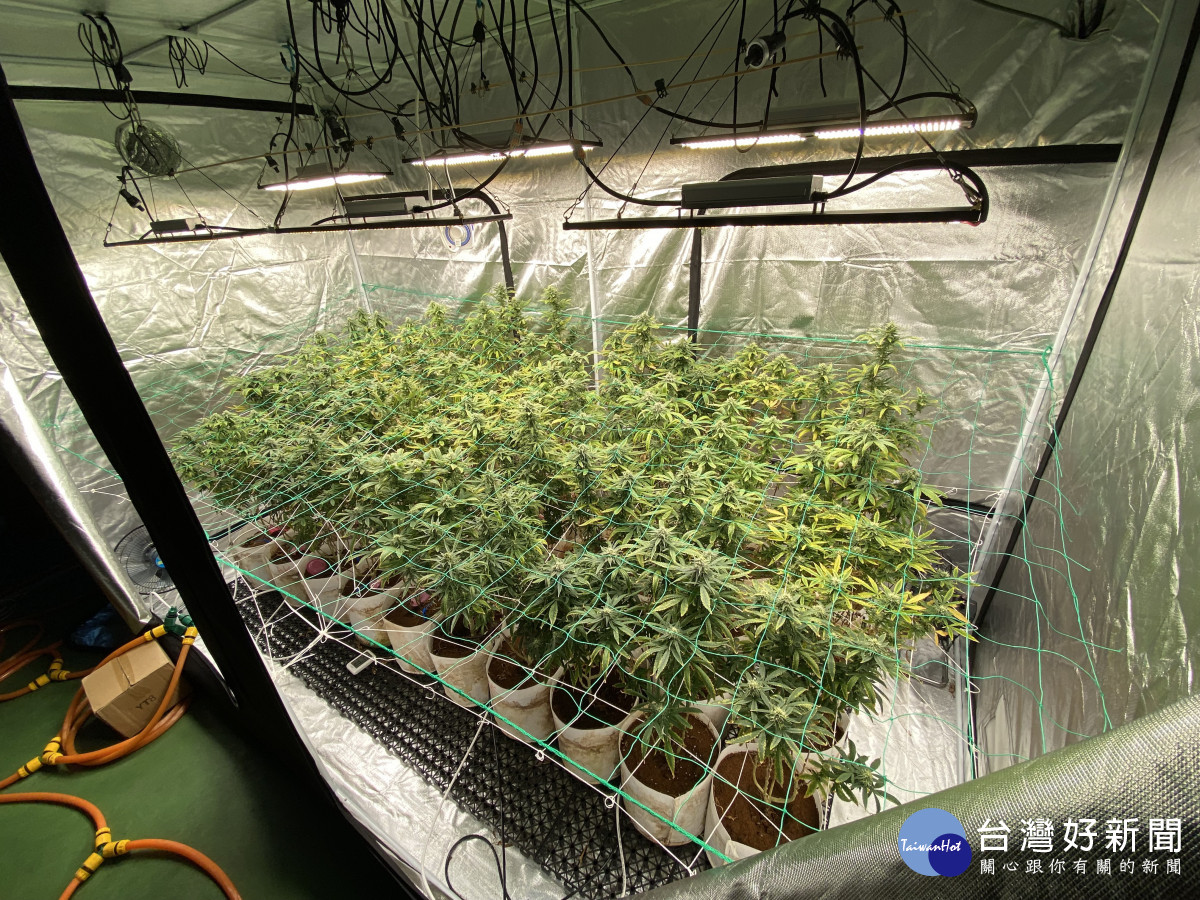 陳嫌採用袋耕方式種植，不惜重資採購專業燈光、空調設備，對於大麻苗呵護有加。