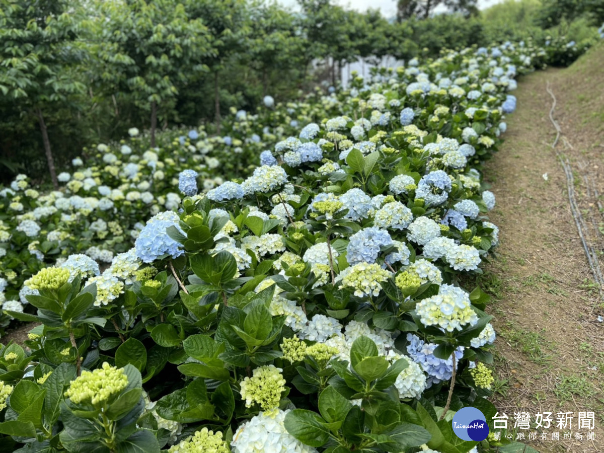 2022桃園繡球花季 在復興道之驛中體驗賞花與美食饗宴的輕旅行