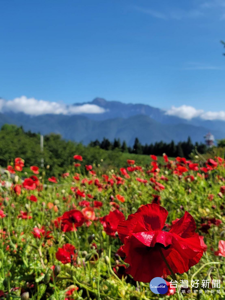 福壽山農場「虞美人」盛開到六月中旬，豔紅花朵形成絕美「紅花坡」。