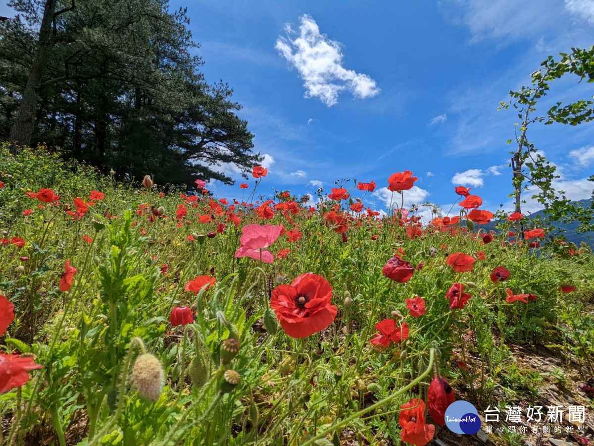 福壽山農場「虞美人」盛開到六月中旬，豔紅花朵形成絕美「紅花坡」。