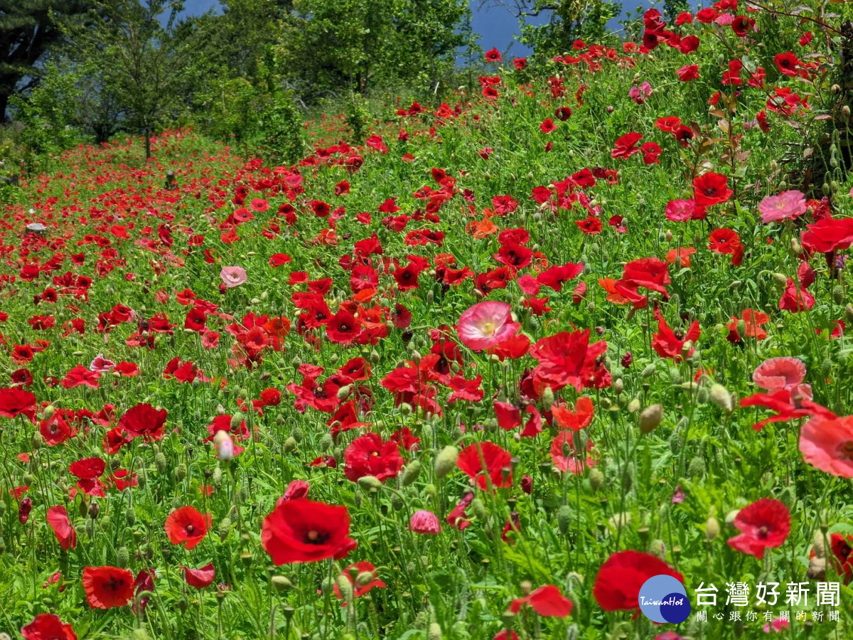 福壽山農場「虞美人」盛開到六月中旬，豔紅花朵形成絕美「紅花坡」。