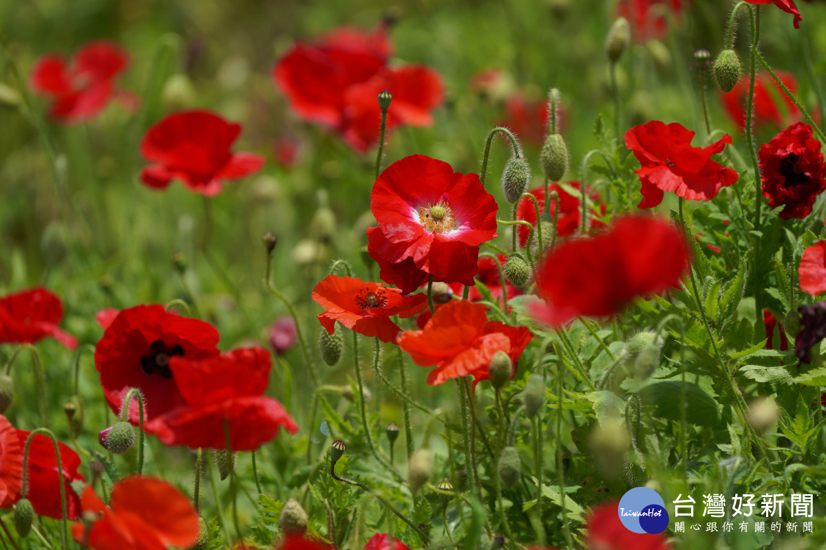 歷經一次大戰摧殘後的戰場，最先開出「虞美人」鮮紅花朵，因此又稱「退伍軍人之花」或「和平之花」。<br /><br />
<br /><br />
而中文名稱「虞美