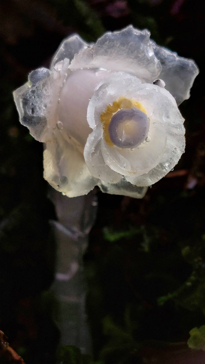 晶瑩剔透的阿里山水晶蘭-東勢林管處提供。