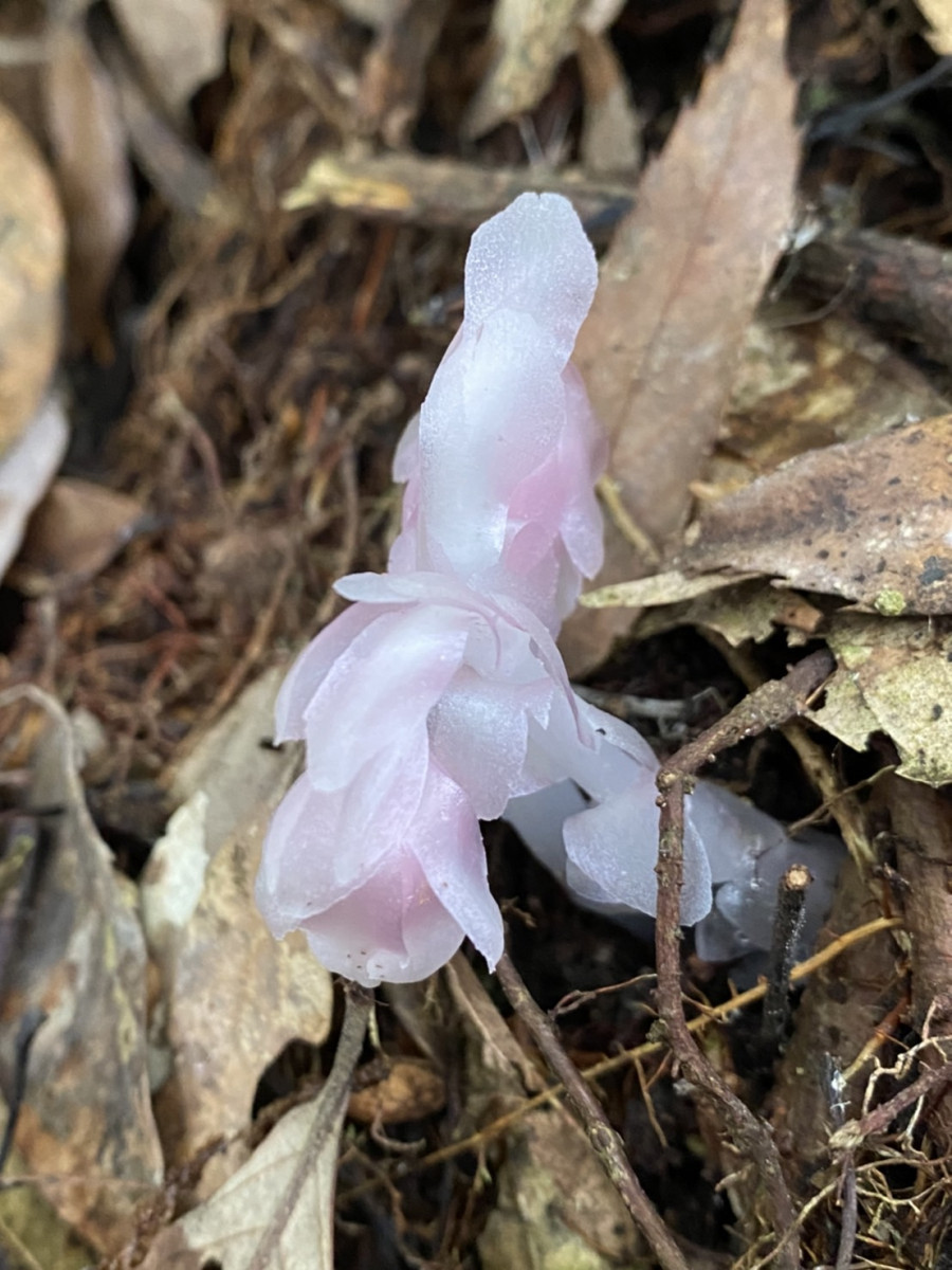 白中帶粉的「水晶蘭」-東勢林管處提供