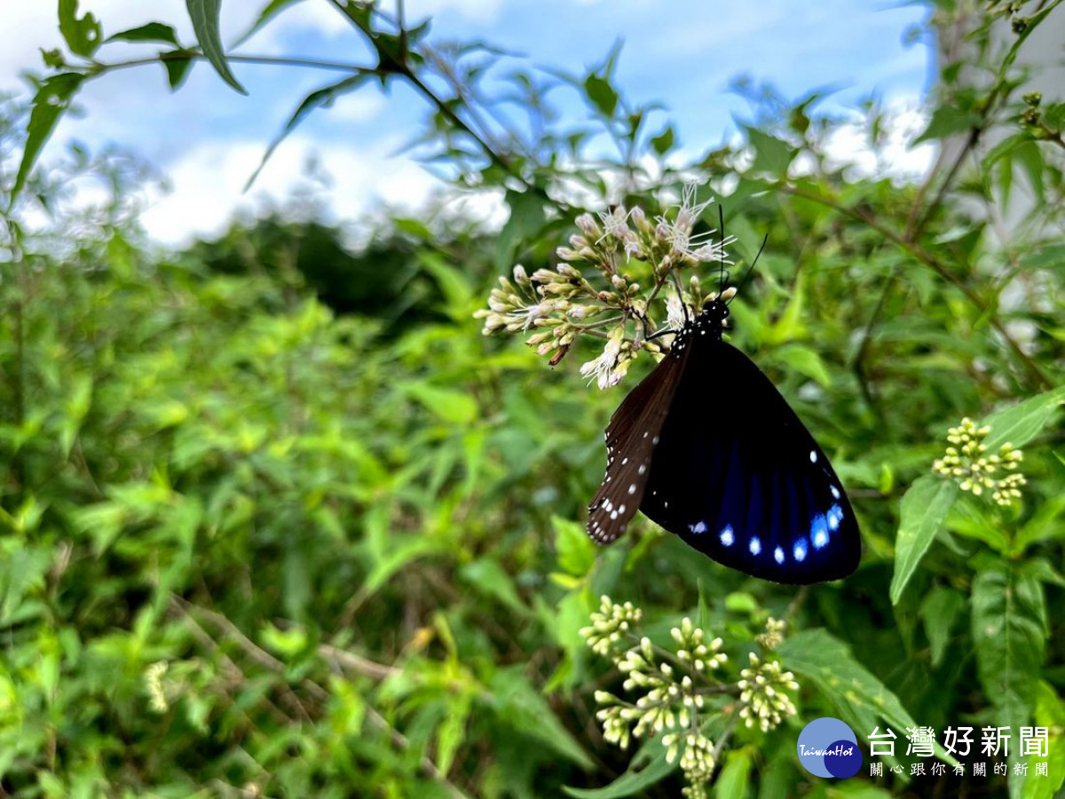 「橋聳雲天綠雕園區」每年5至8月便會吸引大量蝴蝶聚集<br />
<br />
