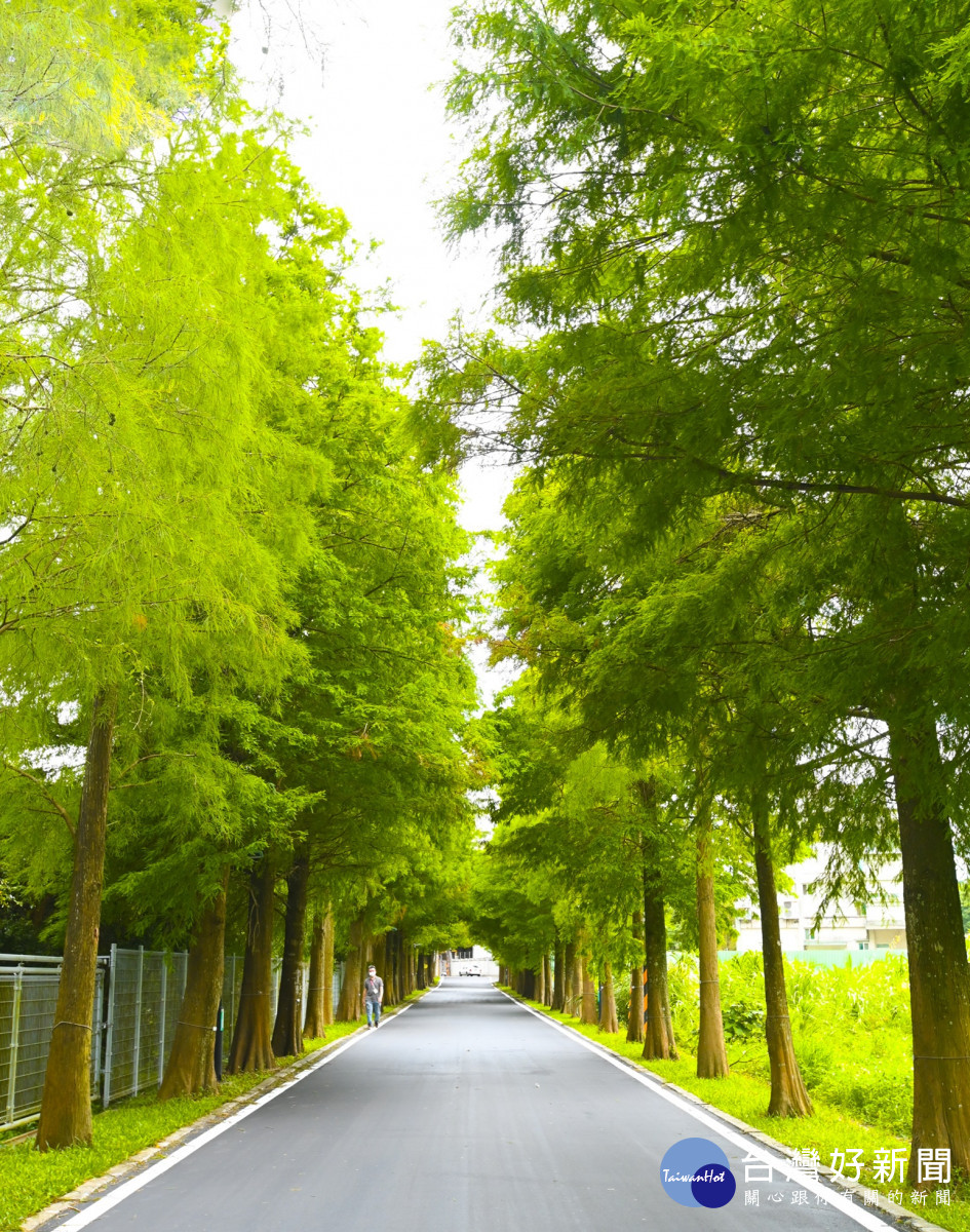 落羽松公園揭牌  大溪祕境迎客來