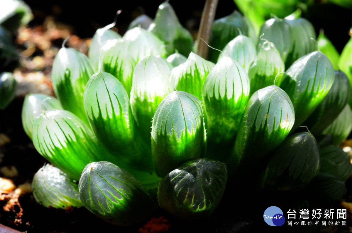 91+ 图片 多肉 植物 新的 62 植物界新萌寵士林官邸推多肉植物展| 台灣好新聞TaiwanHot