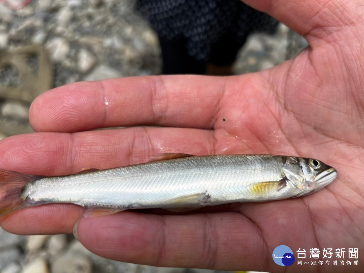 碧潭堰下游發現香魚的蹤跡，顯見河川生態已悄悄回來了