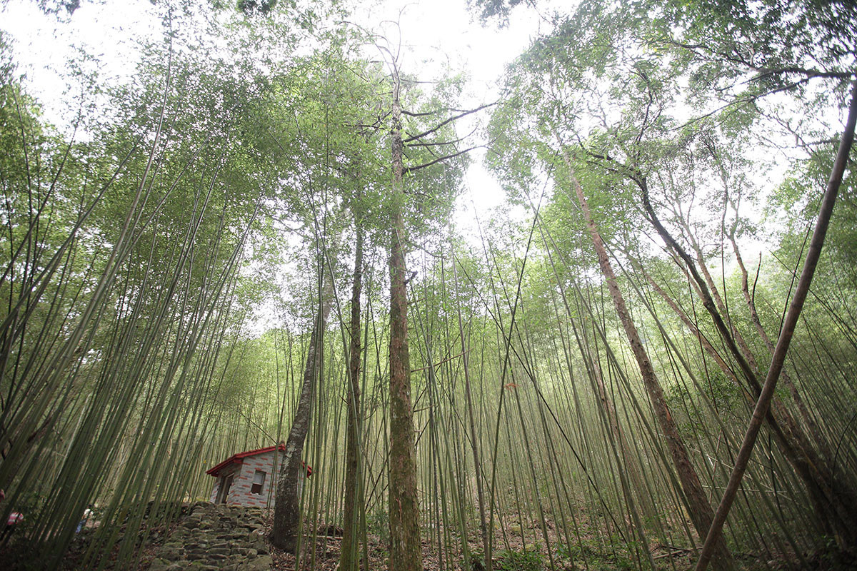 位於和平區的八仙山，有豐富自然生態資源，帶領民眾體驗山城之美（圖／台中市政府提供）