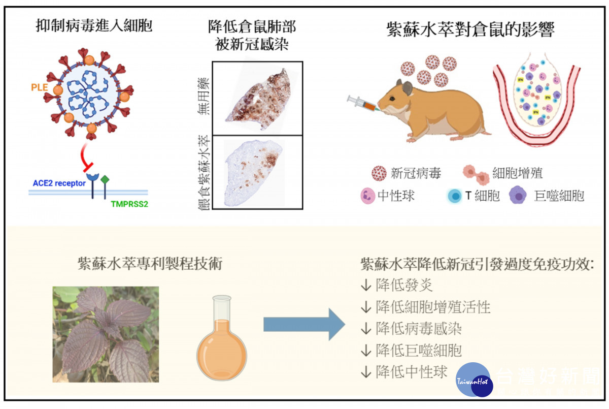 長庚／國防跨校研發的紫蘇水萃製程技術，具抗多種發炎調節生理機能效果，在細胞和倉鼠肺部有抗新冠病毒感染功效(肺部深棕色處為病毒染色)