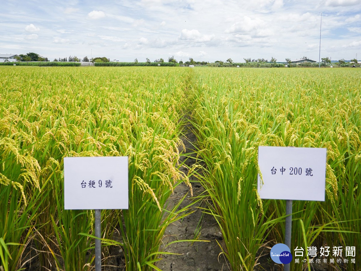 水稻新品種台中200號登場 口感食味200%覺醒