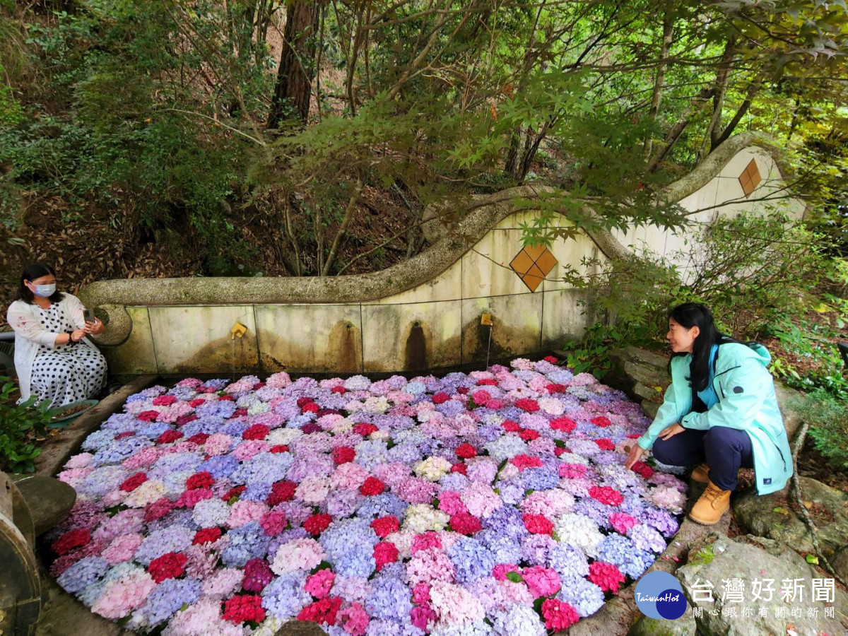 武陵農場3000株繡球花接力綻放，全國獨創「繡球花池」，具「花手水」禪意。