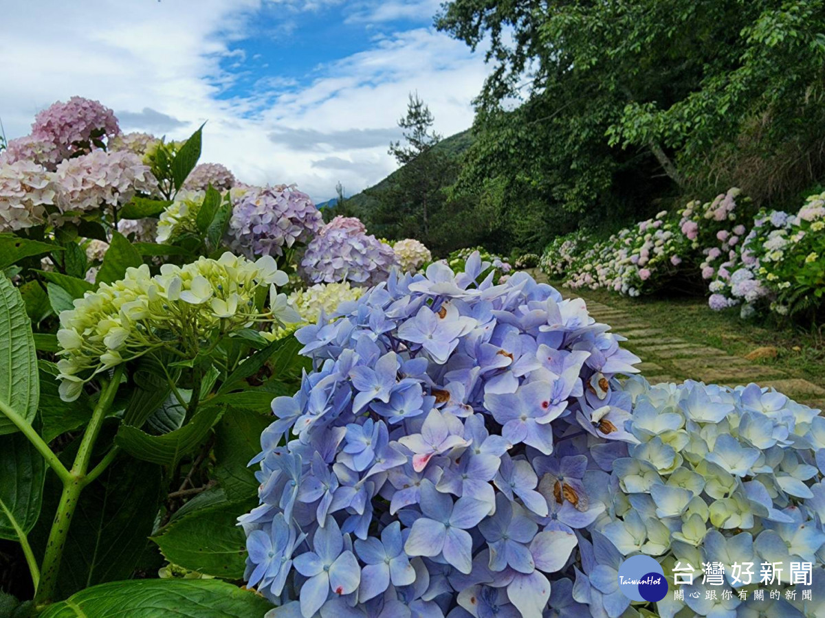 武陵農場擁有長達約600公尺壯麗的繡球花步道，以及5公尺高「花牆」、「花瀑布」景觀。
