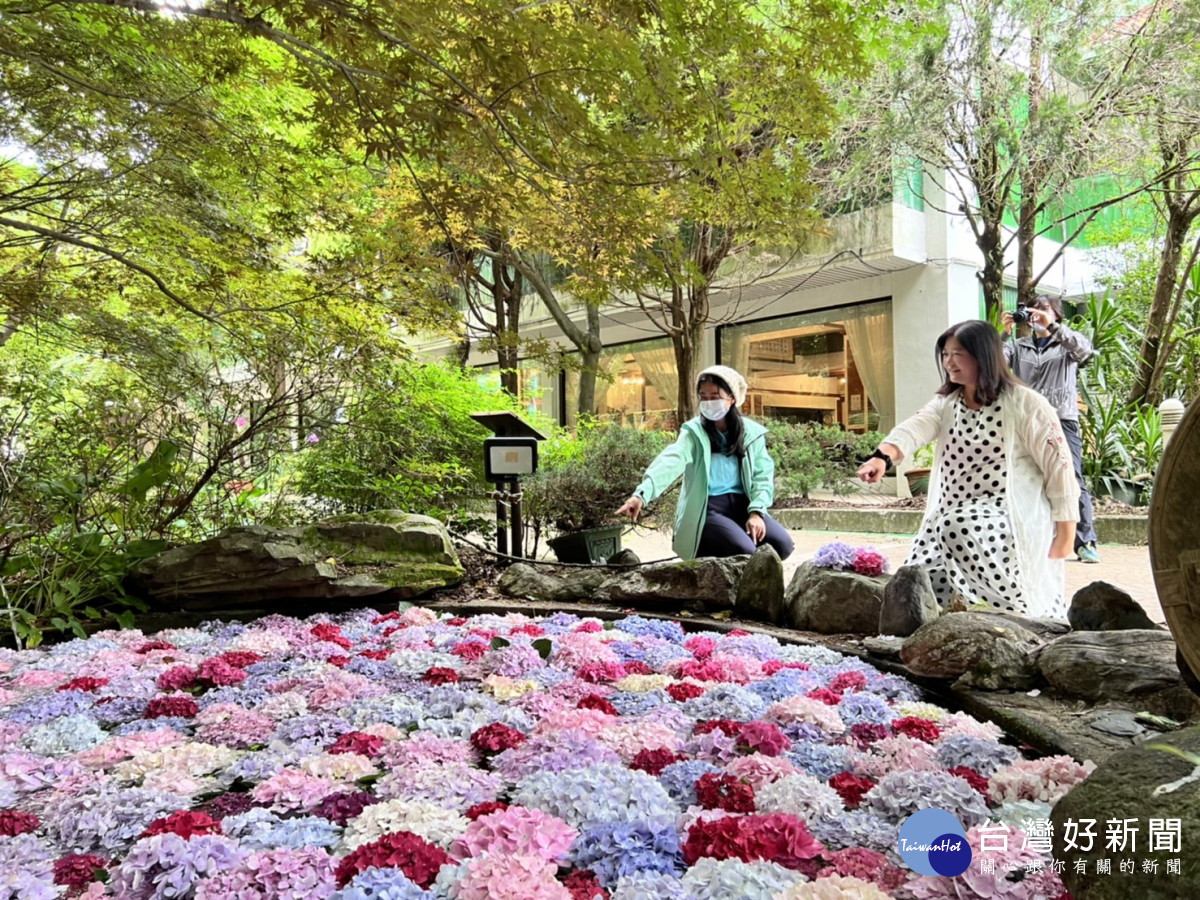 武陵農場3000株繡球花接力綻放，全國獨創「繡球花池」，具「花手水」禪意。