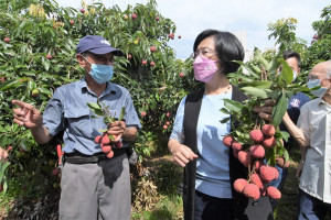 芬園鄉農會「玫瑰紅荔枝」上市，縣長王惠美關切荔枝產業推廣情形，手拿一把「玫瑰紅荔枝」。圖／彰化縣政府提供　