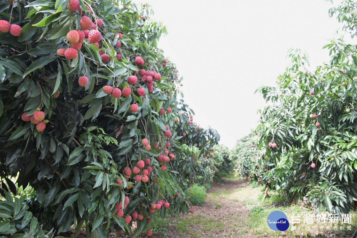 芬園「玫瑰紅荔枝」園區。圖／彰化縣政府提供