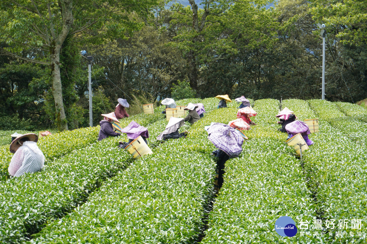 海拔至少2200公尺的福壽山茶園，孕育享有「高山茶夢幻逸品」盛名的「福壽長春茶」。