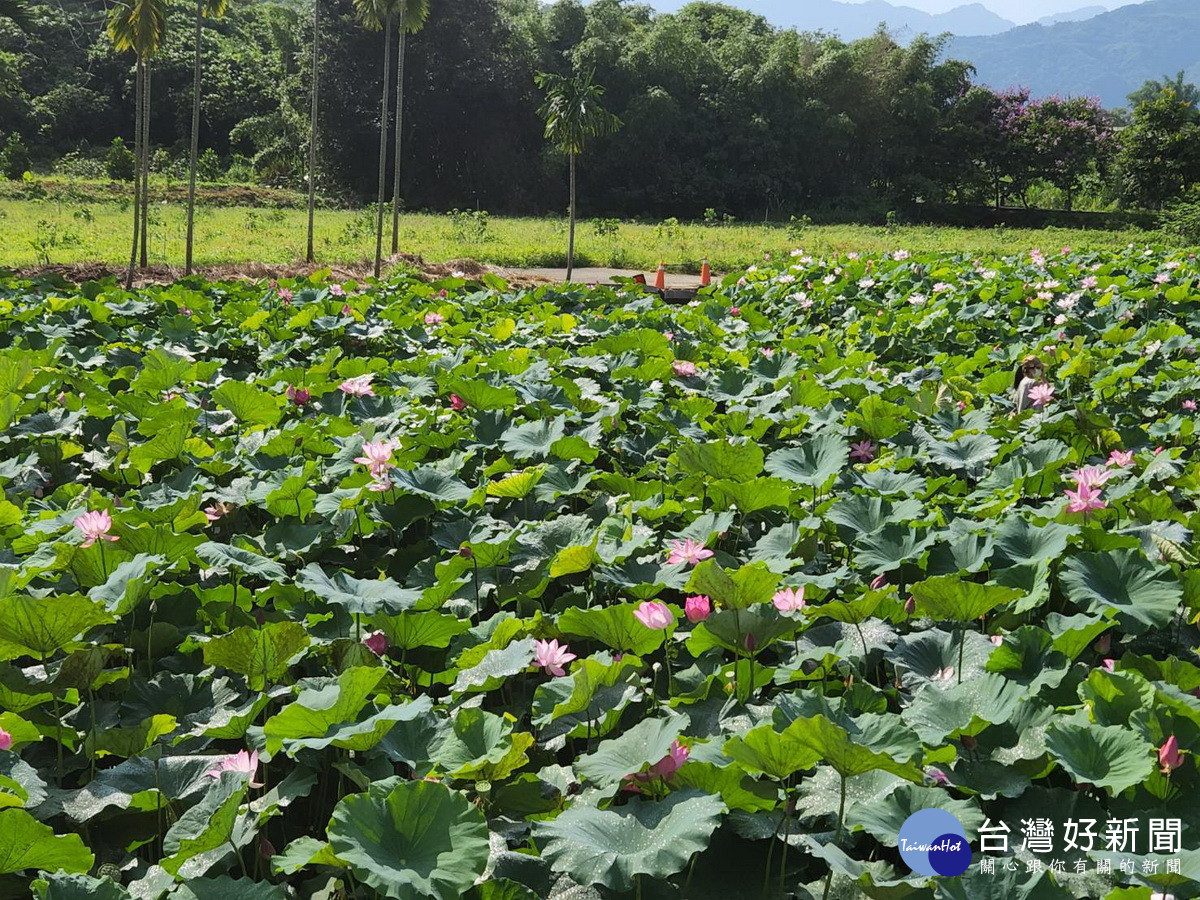 荷花已近尾聲但仍搖曳生姿。（竹山公所提供）