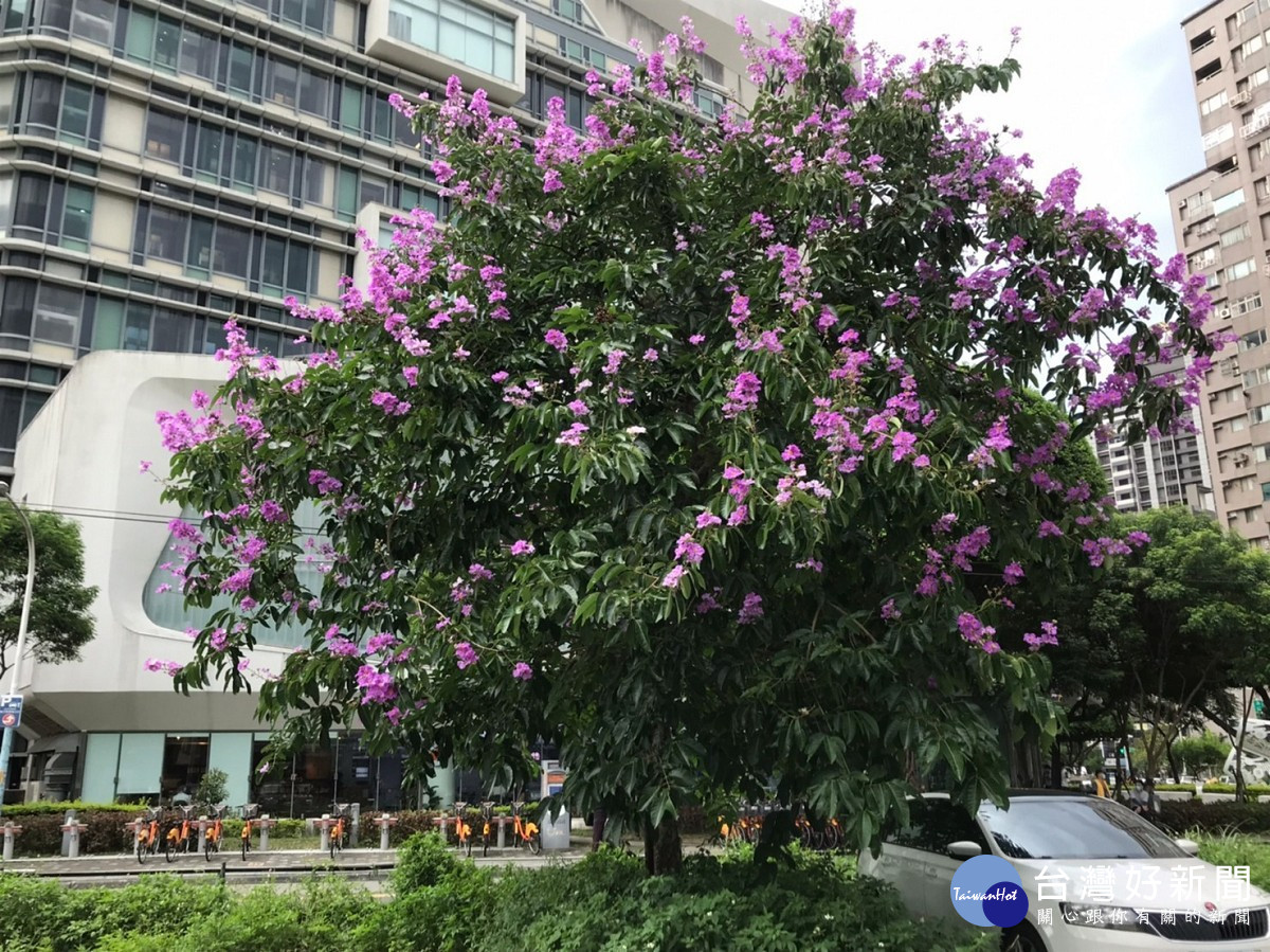 在新北市立圖書館總館旁，抬頭可見樹枝頂上有如一串串朝天際生長的紫色花朵