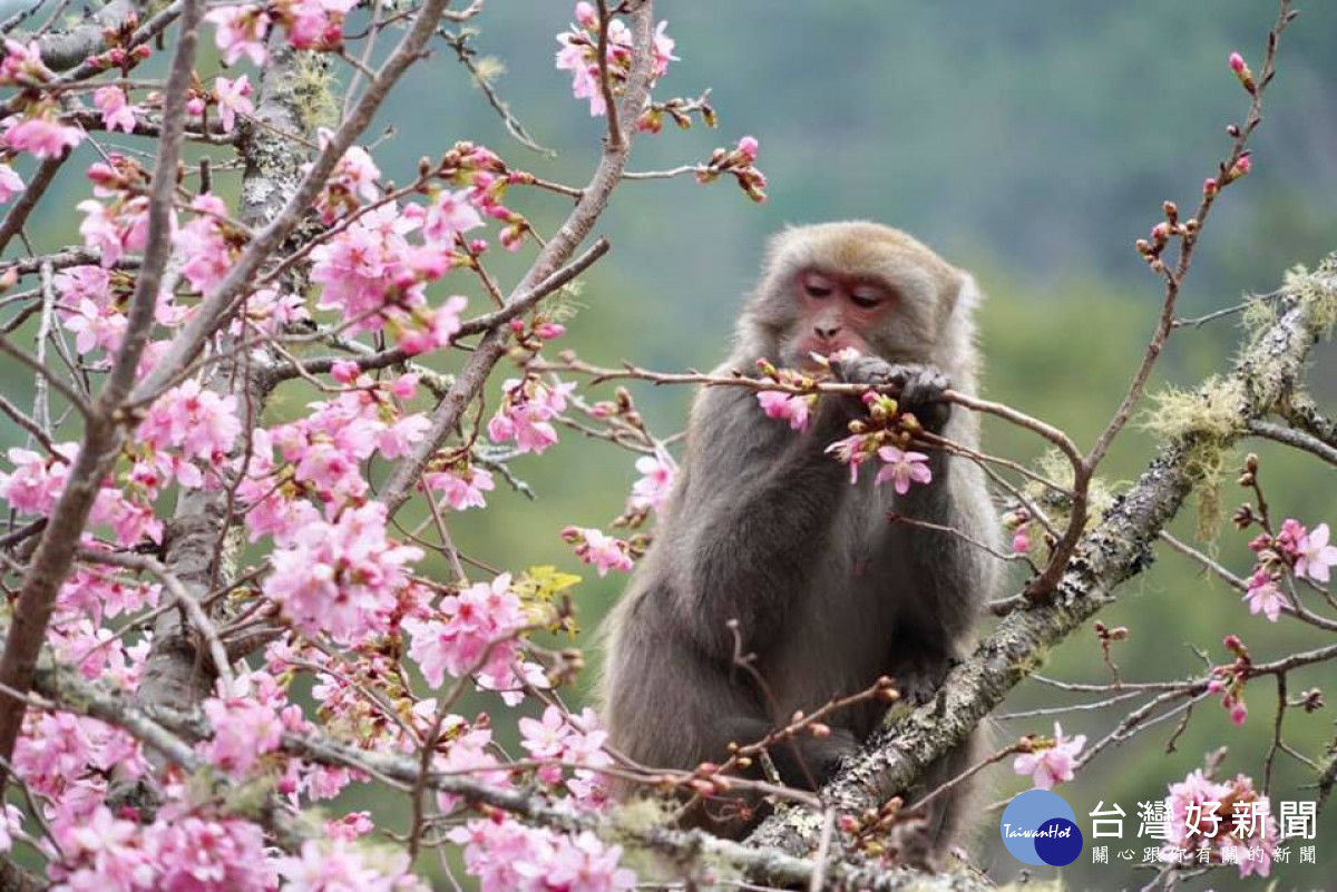 台灣獼猴不只啃食櫻花，也會摘採蜀葵頂端最嫩多汁的頂端幼芽大快朵頤。