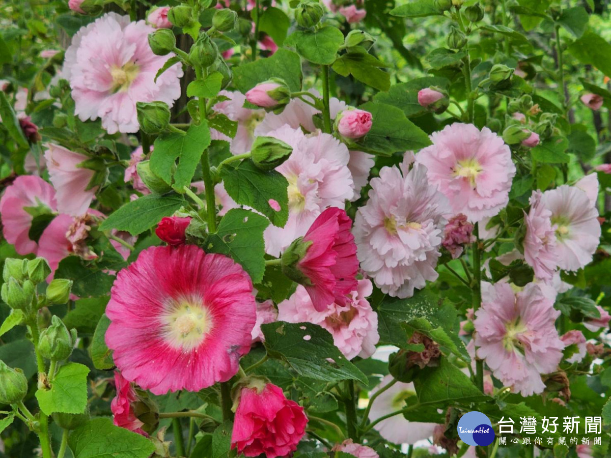 武陵農場蜀葵花繽紛亮麗、多彩多變，有白、粉紅、桃紅、絳紅、紫紅色等多層次花色。