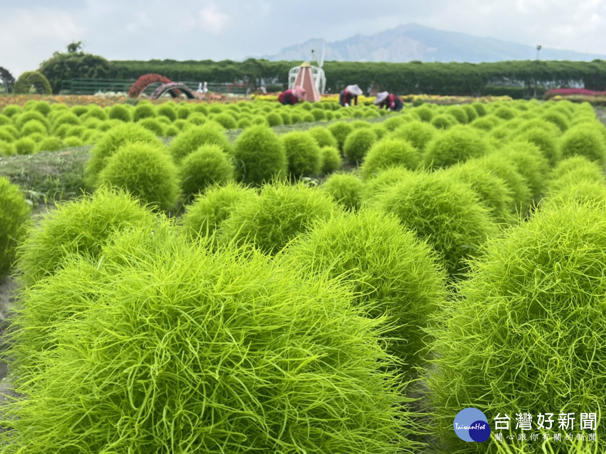 台中后里中社花市引進種植1200棵波波草，形成綠油油療癒美景。