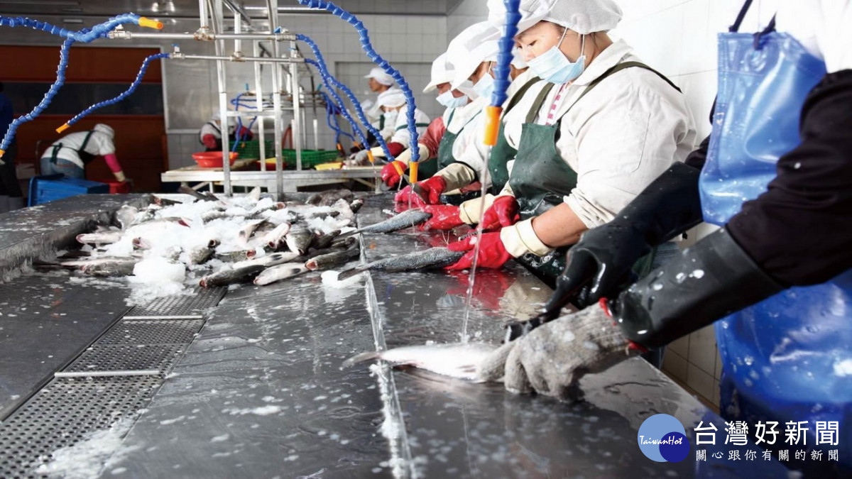 ▲高市投入1.5億元建構冷鏈倉儲，補助石斑魚養殖業者銷售價格每公斤20元，協助漁民渡過寒冬。（圖／記者 許高祥 翻攝）