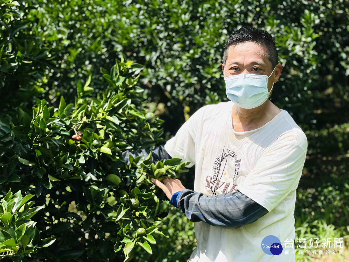 台中潭子張姓果農種植六甲多地柑橘，掛果量不到以往的3成，甚至有部分果樹低到只剩1成。