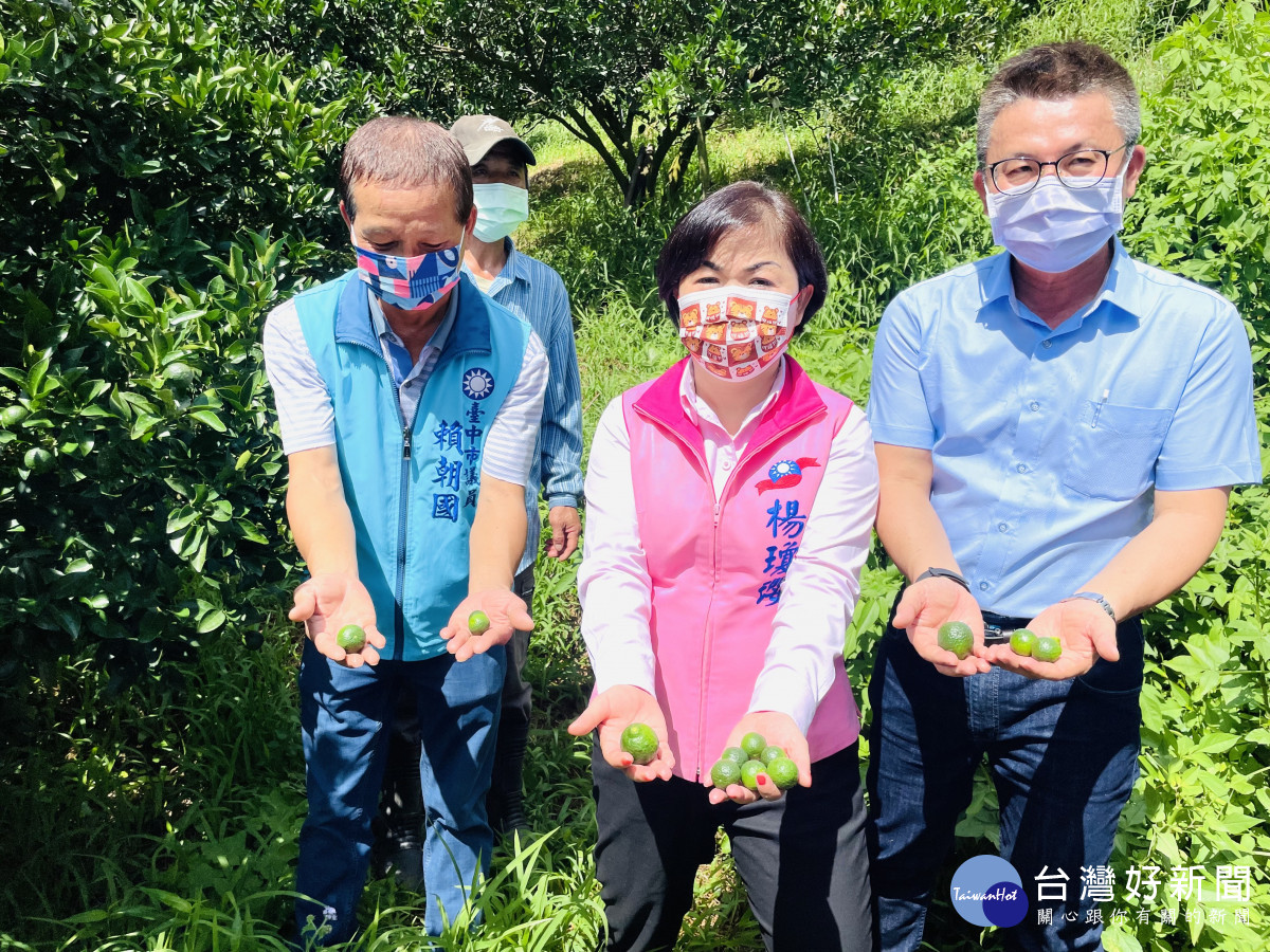 立委楊瓊瓔(中)、台中市議員賴朝國(左)會勘台中潭子柑橘災損情形。