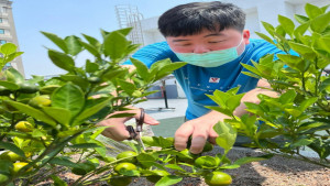 ▲星兒們於Q寶農場栽種金桔。（圖／記者 許高祥 翻攝）