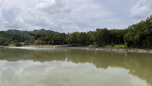 東勢林業文化園區貯木池清淤後先種大安水蓑衣，5公頃池面空蕩蕩，今夏無荷可賞。