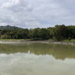 東勢林業文化園區貯木池清淤後先種大安水蓑衣，5公頃池面空蕩蕩，今夏無荷可賞。