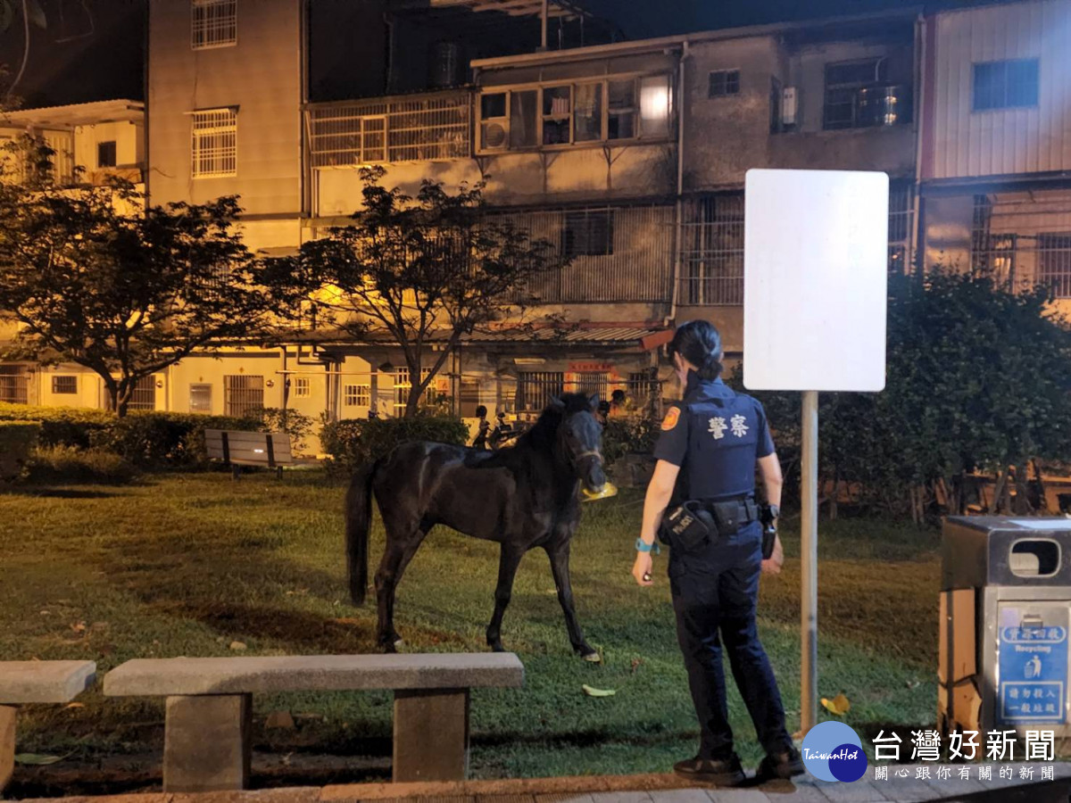 馬兒公園內悠閒的散步吃草，警民合作帶牠回家。