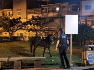 馬兒公園內悠閒的散步吃草，警民合作帶牠回家。
