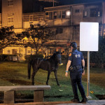馬兒公園內悠閒的散步吃草，警民合作帶牠回家。