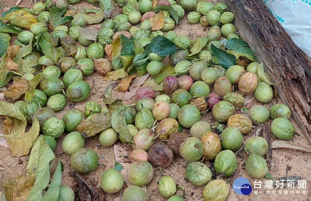 持續豪大雨為南投縣部份農作蔬果在來不小的損害。（記者扶小萍攝）