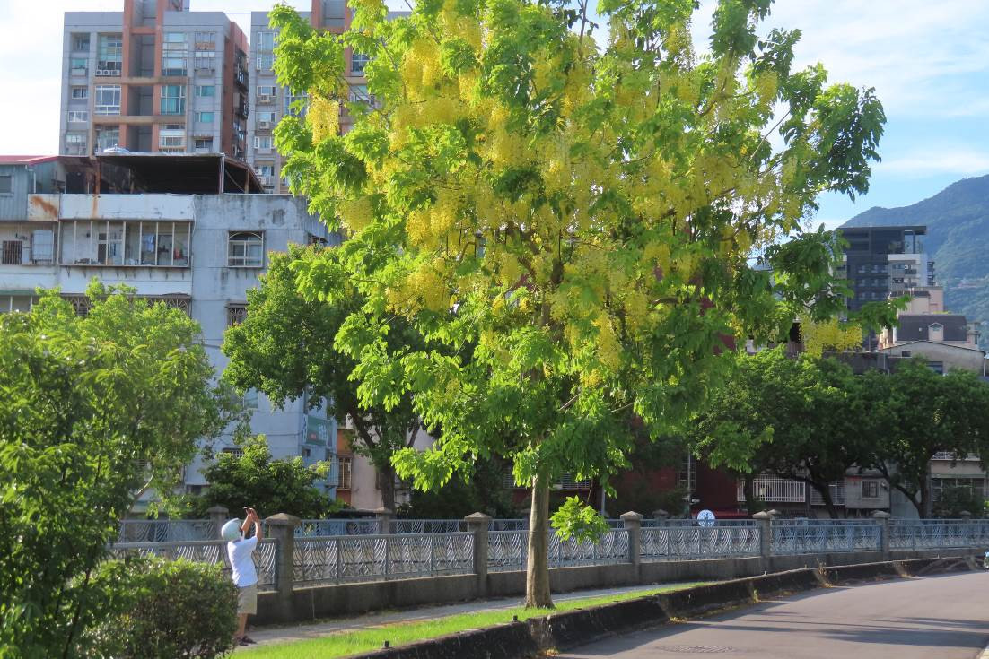 磺港溪旁北投64號綠地內，阿勃勒美照唾手可得（圖／台北市公園處提供）